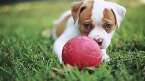 A piros labdát a füvön játszó gyönyörű kutya.
