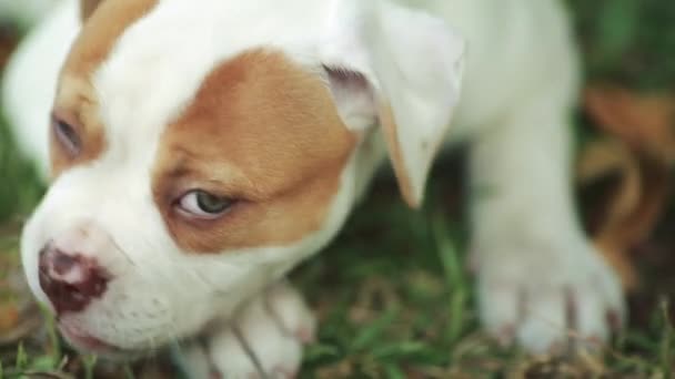 Close-up de Cute American Bulldog Filhote de cachorro com belos olhos verdes — Vídeo de Stock