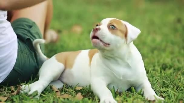 Mulher brincando com filhote de cachorro bonito em grama verde — Vídeo de Stock