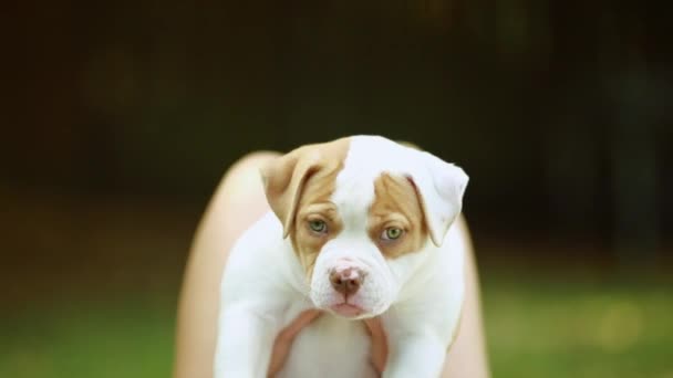 Cute puppy with green eyes being held out on a beautiful day — Stock Video