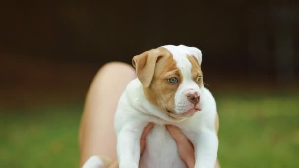 Bonito cachorro Bulldog americano sendo realizada em um belo dia — Vídeo de Stock