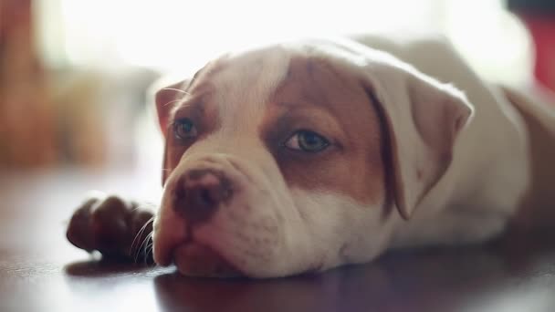 Cute Amerikaanse Bulldog vaststelling en spelen met camera — Stockvideo