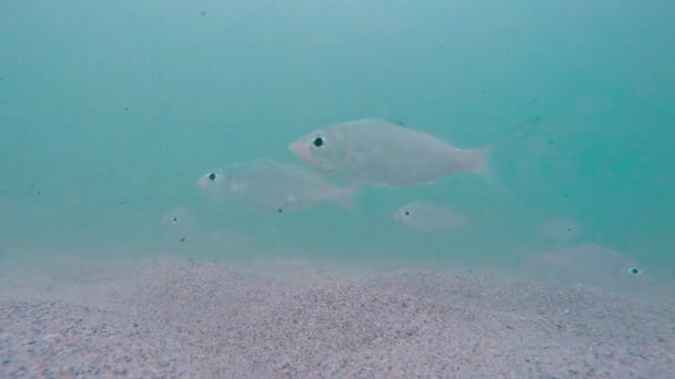 Unterwasseraufnahme von im Ozean herumschwimmenden Fischen — Stockvideo