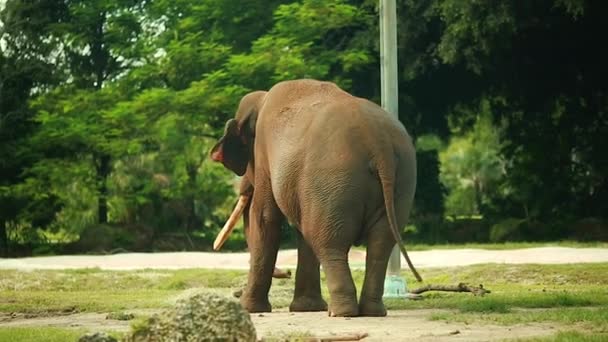 Lindos elefantes em movimento orelhas e cauda — Vídeo de Stock