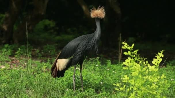 Belle photo d'un oiseau de grue couronné noir — Video