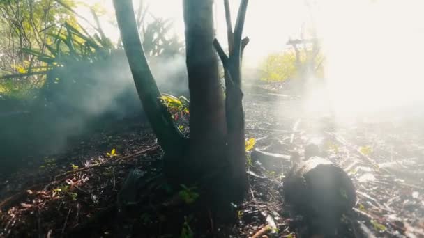 Bel colpo di albero circondato da fumo nella giungla o nella foresta — Video Stock