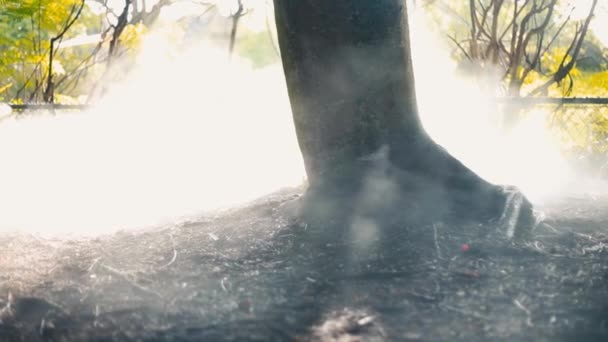 Bagagliaio di un albero in una foresta con grande illuminazione e un po 'di fumo — Video Stock