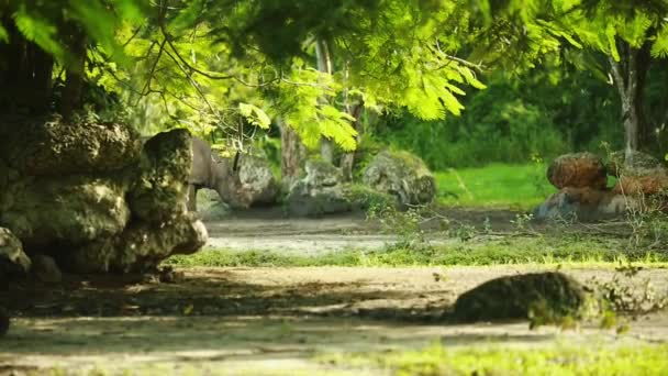 Nashorn geht in einer wunderschönen grünen Landschaft im Freien — Stockvideo