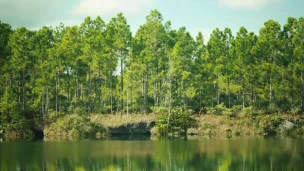 호수에 의해 포위 하는 나무의 아름 다운 샷 — 비디오