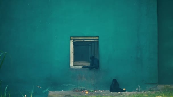 Outdoor shot of monkeys hanging out and relaxing next to a wall — Stock Video