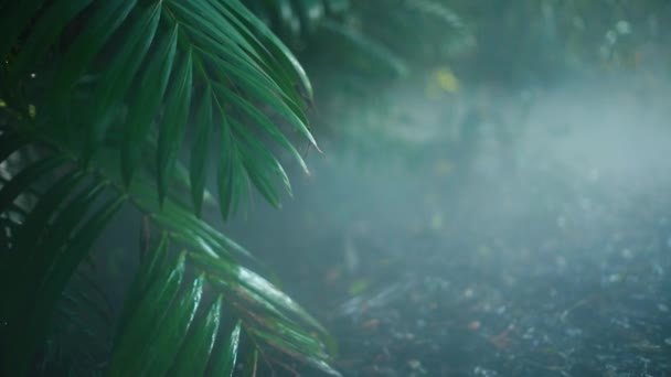 Cool scenery of Jungle with smoke and plants — Stock Video