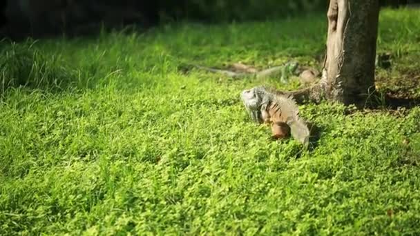 Iguana yeşil çim yürüyüş — Stok video