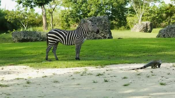 Zebra and an Iguana on a beautiful scenery — Stock Video