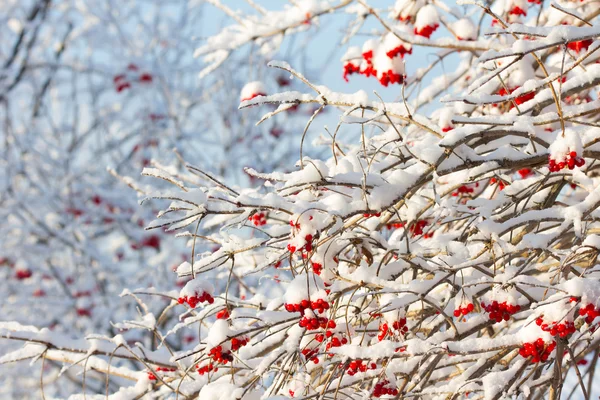 Rotes Viburnum im Schnee — Stockfoto