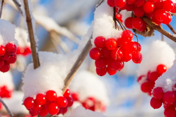 Red viburnum in the snow Royalty Free Stock Photos