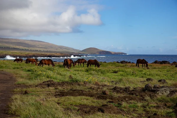 Cavalos na pastagem costeira - Paisagem da Ilha de Páscoa. Roud para Anakena — Fotografia de Stock