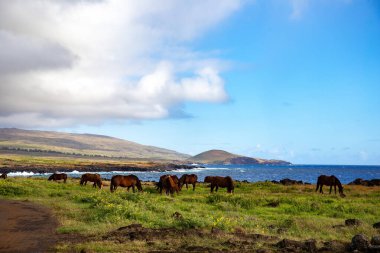 Sahildeki Atlar - Paskalya Adası manzarası. Yüksek sesle Anakena 'ya