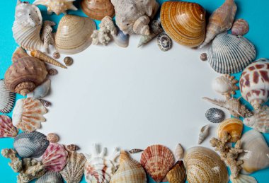 Mavi arka planda deniz kabukları. Minimalist yaz arka planı