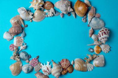 Mavi arka planda deniz kabukları. Minimalist yaz arka planı