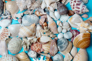 Mavi arka planda deniz kabukları. Minimalist yaz arka planı