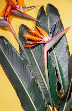 Tropik botanik geçmişi. Sarı arka planda tropik bitkiler. düz yat