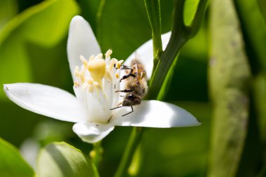 limon ağacı çiçek arıya