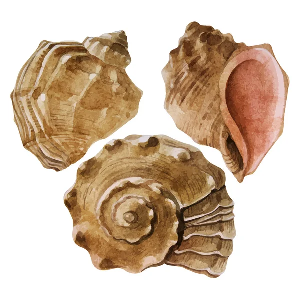 Aquarell Muscheln Kollektion — Stockvektor