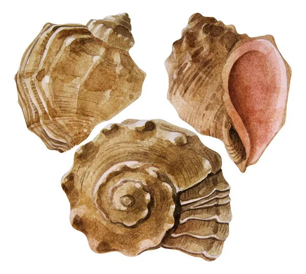 Aquarell Muscheln Kollektion — Stockfoto