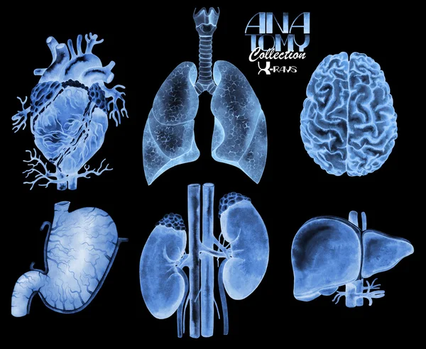 Acuarela Rayos X de órganos — Foto de Stock