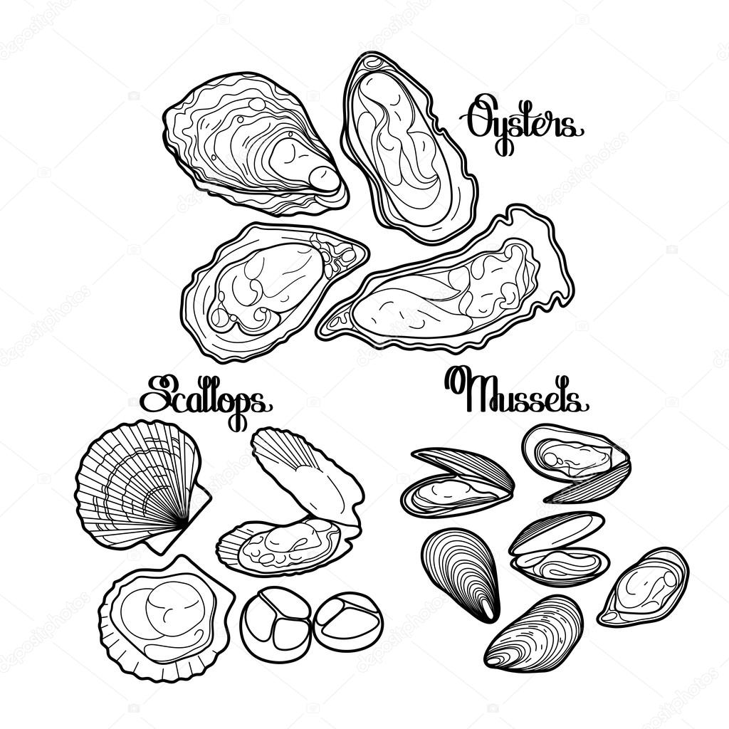 Graphic vector mussels, oysters and scallops — Stock Vector