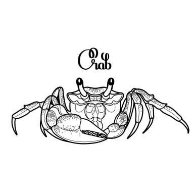 Grafik vektör yengeç