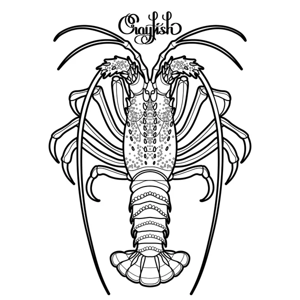 Graphic vector crayfish — Stock Vector