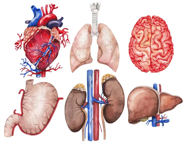 Aquarell-Orgelsammlung — Stockfoto