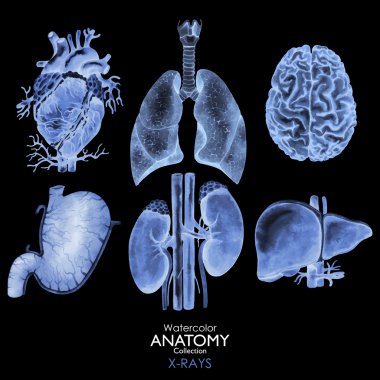 Watercolor X-rays of organs  clipart