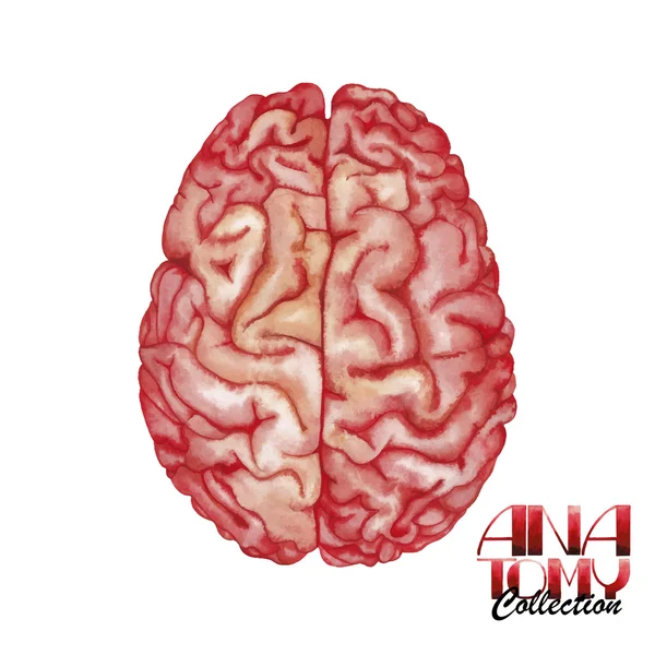 Collecte d'anatomie - cerveau — Image vectorielle