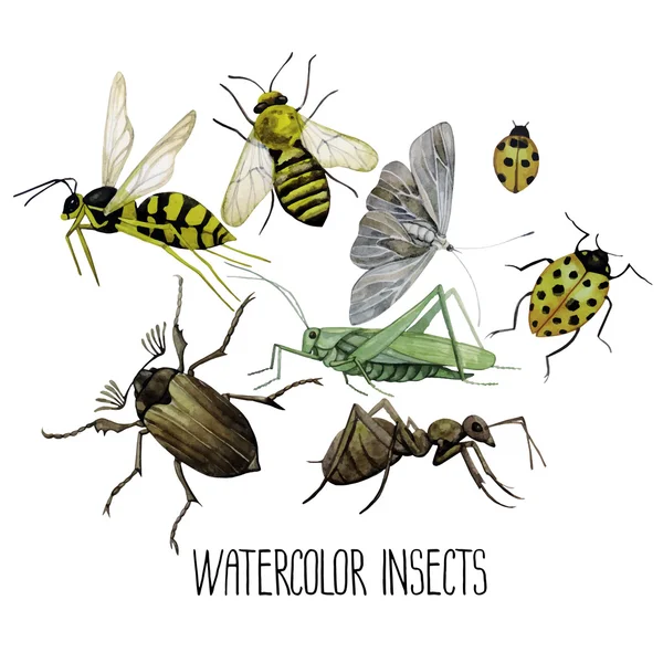 Conjunto de acuarelas de insectos . — Vector de stock