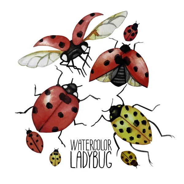 Collection aquarelle de coccinelles . — Image vectorielle