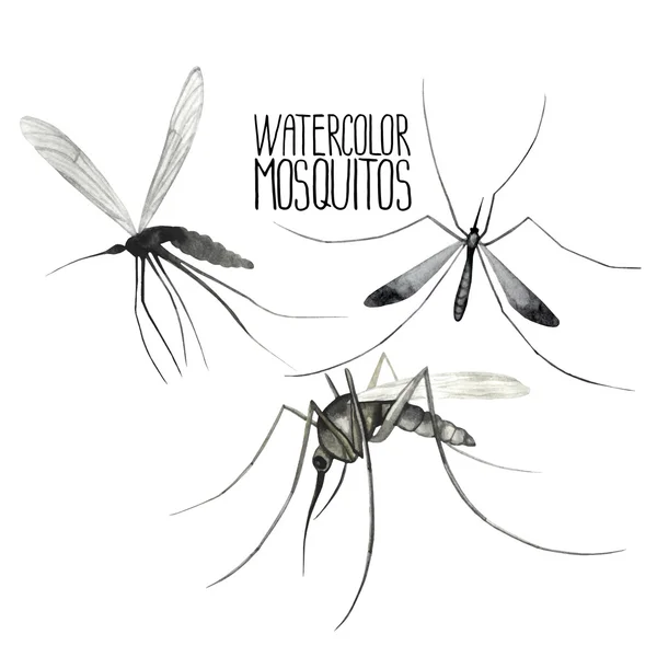 Conjunto acuarela de mosquitos . — Vector de stock