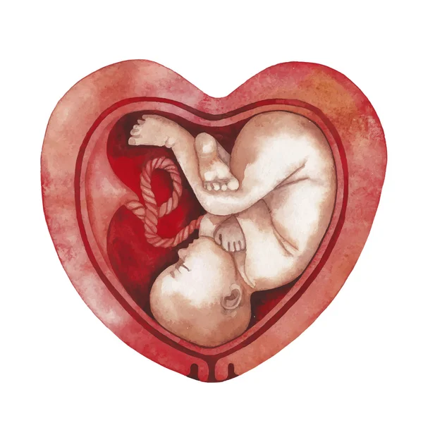 Aquarel foetus in de baarmoeder — Stockvector