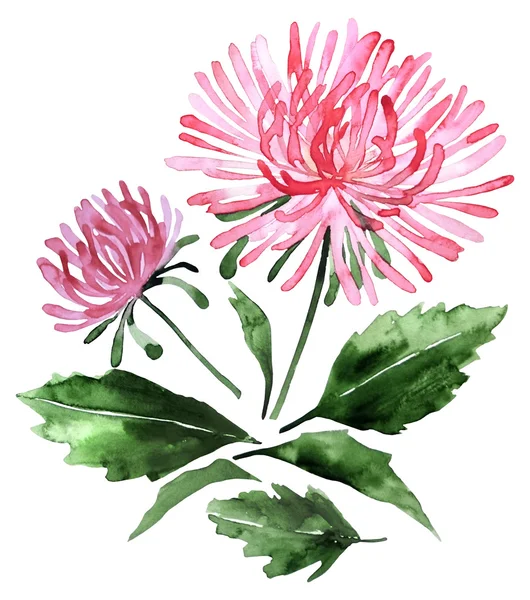 Watercolor aster set — Stock Photo, Image