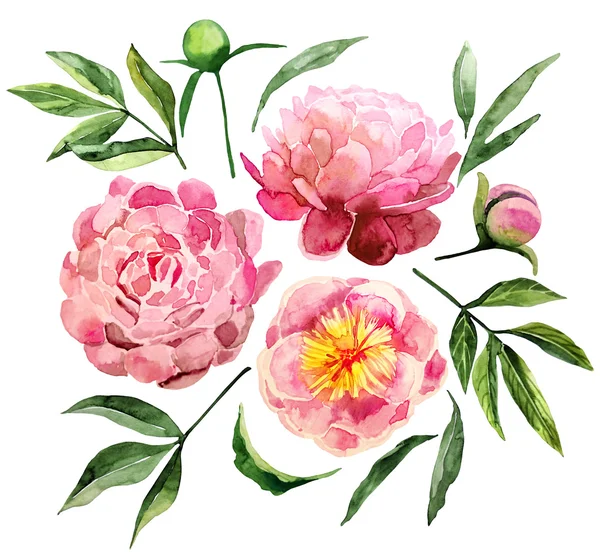 Set peonie acquerello — Foto Stock