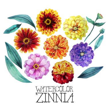 Suluboya zinnia seti