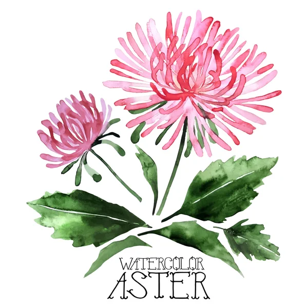 Sada akvarel aster — Stockový vektor