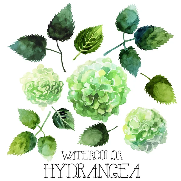 Watercolor hydrangea set - Stok Vektor