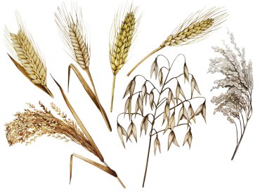 Suluboya hububat topluluğu