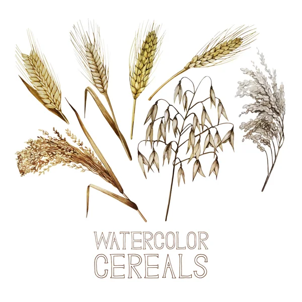 Colección de cereales acuarela — Vector de stock