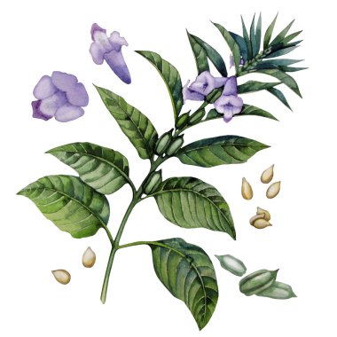 Suluboya susam çiçekler