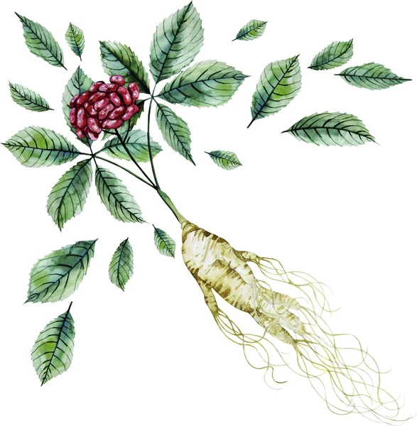 Watercolor ginseng root and berries — Stock Photo, Image