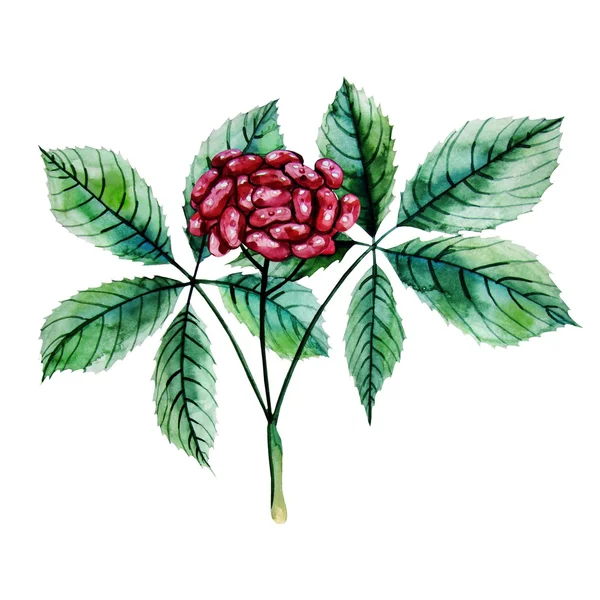 Watercolor ginseng berries — Stock Photo, Image
