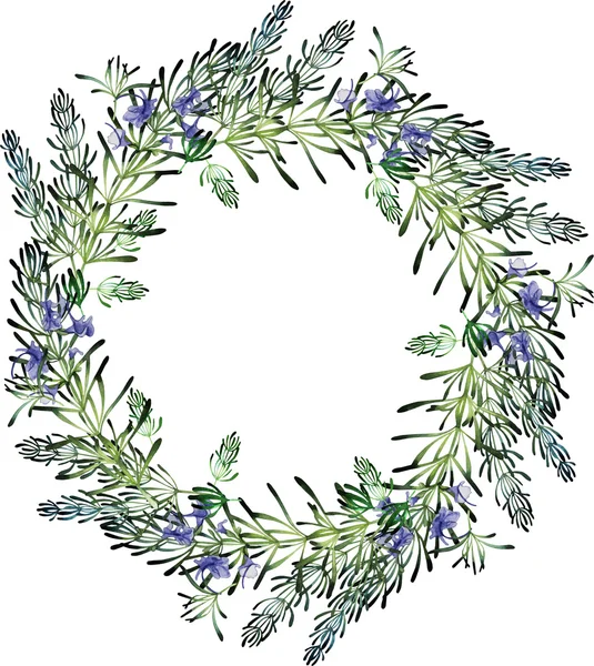 Watercolor rosemary wreath. — Stock Photo, Image